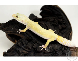 Lemon Leucistic Leopard Gecko