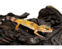 Tangerine Tornado Leopard Gecko