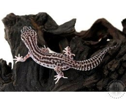 Mack Super Snow Leopard Gecko