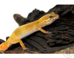 Tangerine Tornado Leopard Gecko - Regenerated Tail