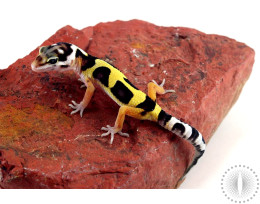 Bold Stripe Jungle Leopard Gecko