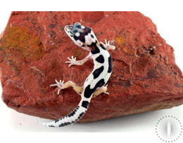 Mack Snow Bold Stripe Leopard Gecko