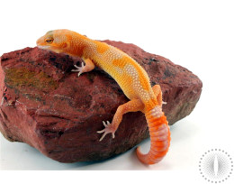 High Contrast Tangerine Albino Leopard Gecko