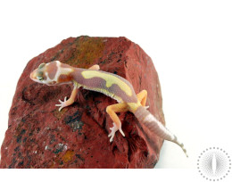 White and Yellow Bold Stripe Jungle Mack Snow Tremper Leopard Gecko