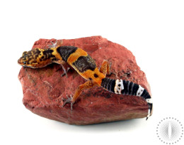 Lava Leopard Gecko