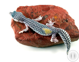 Adult Mack Super Snow Leopard Gecko - SPECIAL