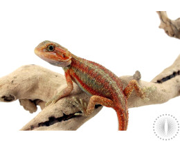 High Red Translucent Bearded Dragon