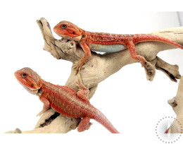 High Red Translucent Bearded Dragon