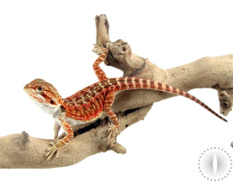 High Orange Bearded Dragon