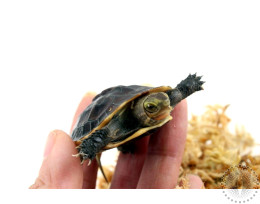 Chinese Box Turtle