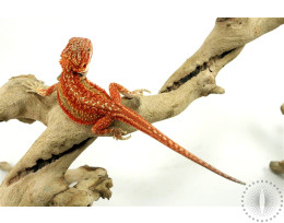 High Orange Dunner Bearded Dragon