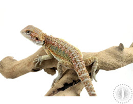 Hypo Yellow Orange Bearded Dragon