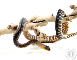 Northern X Southern Woma Python
