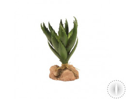 ZM Desert Green Aloe