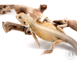 Leatherback Hypo Orange Witblit Bearded Dragon