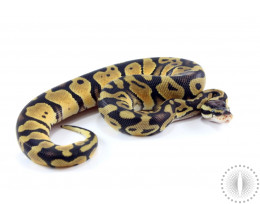 Ball Pythons