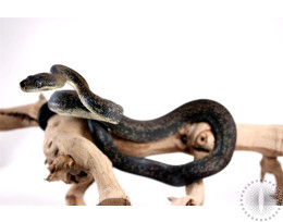 Macklott's Python