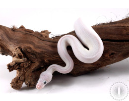 Blue Eye Leucistic Ball Python
