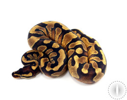 Enchi Yellow Belly Ball Python