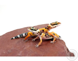 Calico Firefox Leopard Gecko