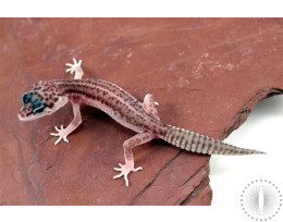 Galaxy Leopard Gecko
