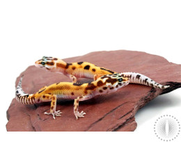 Albino Jungle Tangerine Leopard Gecko