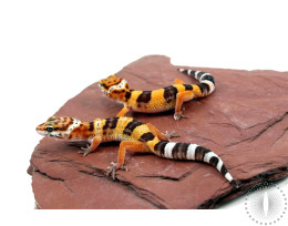 Molten Lavender Leopard Gecko