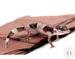 West Indian Leopard Gecko