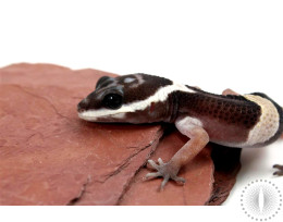 East Indian Leopard Gecko