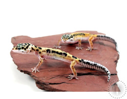 Jungle Leopard Gecko
