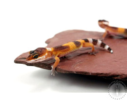 Sunglow Leopard Gecko