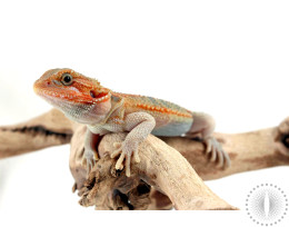 Orange Hypo Translucent Bearded Dragon