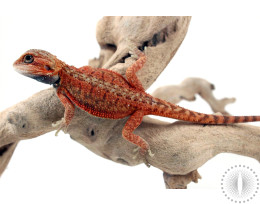 High Orange Translucent Bearded Dragon