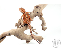 High Orange Bearded Dragon