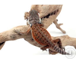 High Orange Bearded Dragon