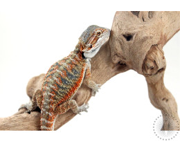 High Orange Hypo Bearded Dragon