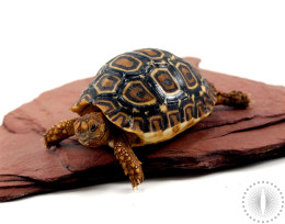 Leopard Tortoise