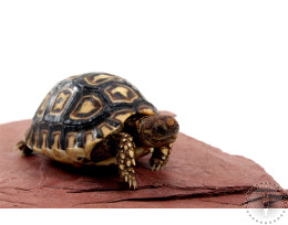Leopard Tortoise