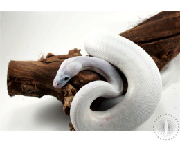 Black Eyed Leucistic Ball Python