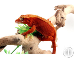 Red Patternless Crested Gecko