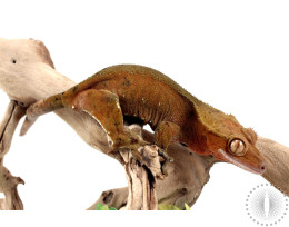 Inkblot Dalmatian Crested Gecko