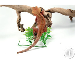 Low Expression Red Dalmatian Crested Gecko
