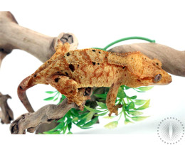 Inkblot Brindle Crested Gecko