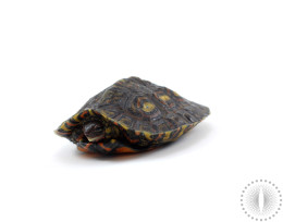 Ornate Wood Turtle