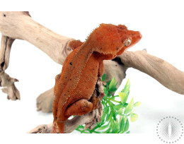Red Dalmatian Crested Gecko