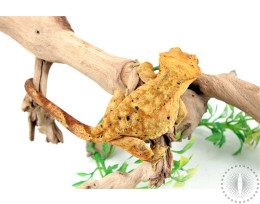 Tiger Dalmatian Crested Gecko