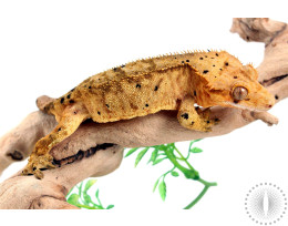 Tiger Super Dalmatian Crested Gecko
