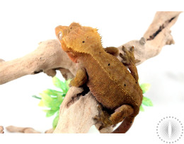 Olive Low Expression Dalmatian Crested Gecko