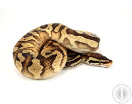 Pastel Enchi Yellow Belly/Asphalt Ball Python