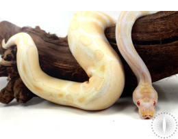 Albino Banana het Pied Ball Python